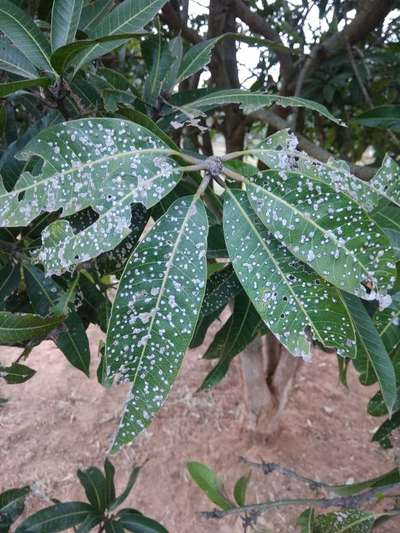 Hairy Caterpillars - Mango