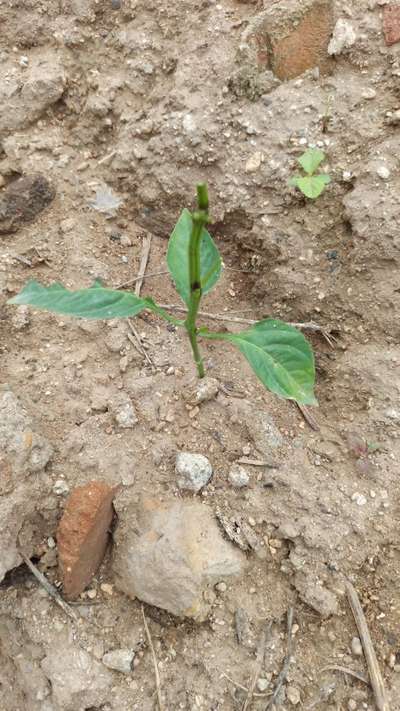 Oruga del tabaco - Capsicum y chile