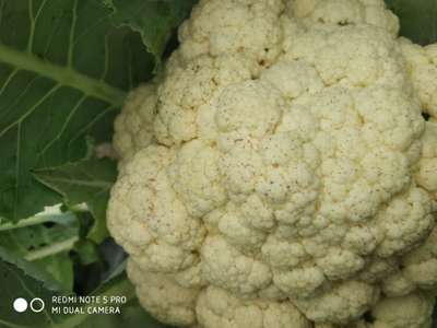 Cabbage Moth - Cauliflower