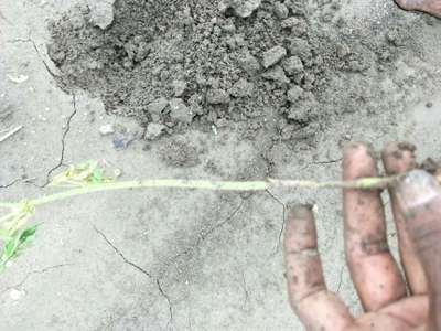 Fusarium Stem Rot - Capsicum & Chilli