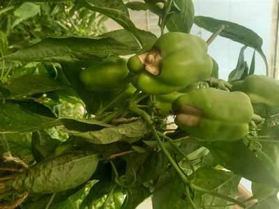 Sunburn - Capsicum & Chilli