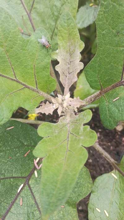 Spider Mites - Brinjal