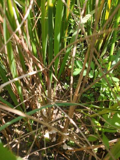 Brown Planthopper - Rice