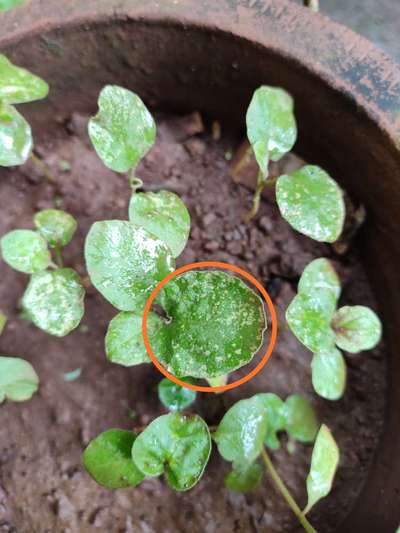 Spider Mites - Brinjal