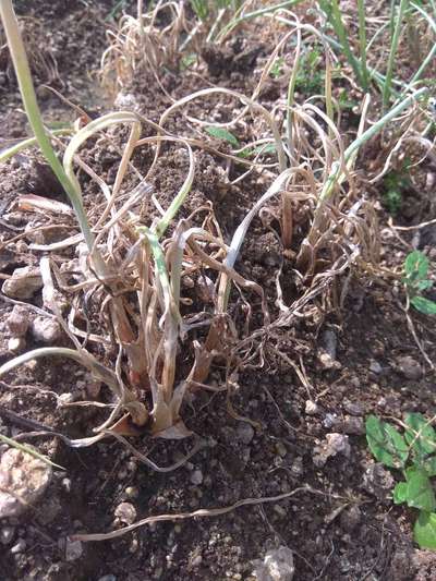 Fusarium Wilt - Onion