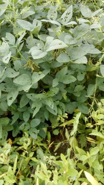 Bean Leaf Beetle - Soybean