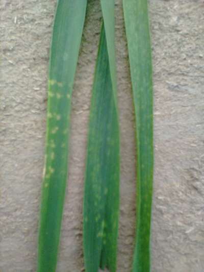 Violet Stem Borer - Wheat