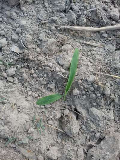 Black Cutworm - Maize