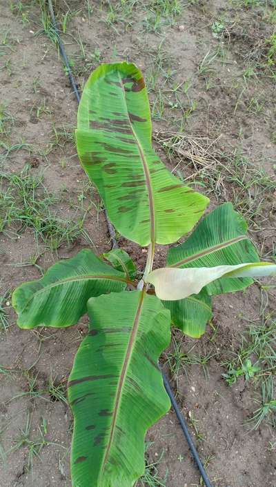 போரான் பற்றாக்குறை - வாழைப் பழம்