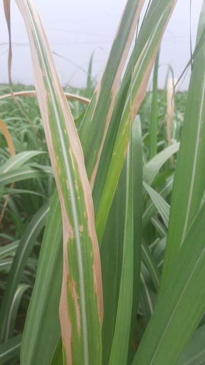 Potassium Deficiency - Sugarcane