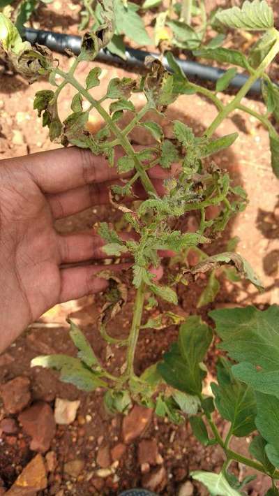 Tomato Late Blight - Tomato