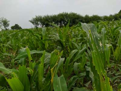 Bean Leaf Webber - Maize