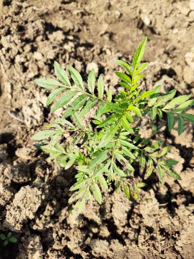 Cercospora Fruit and Leaf Spot - Chickpea & Gram