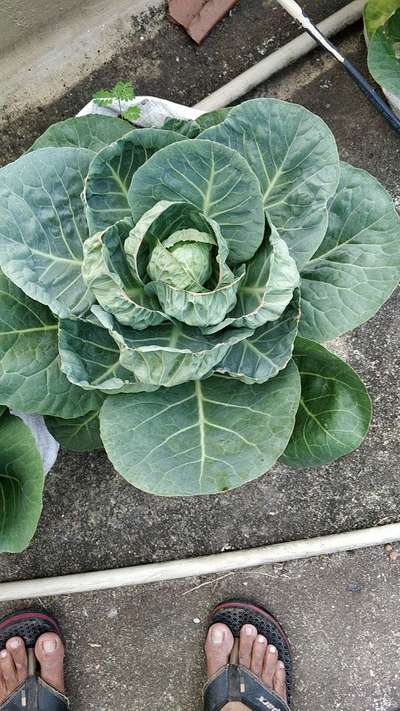 Potassium Deficiency - Cabbage