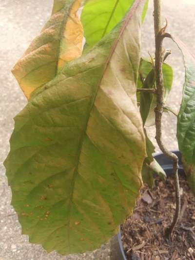 Spider Mites - Citrus