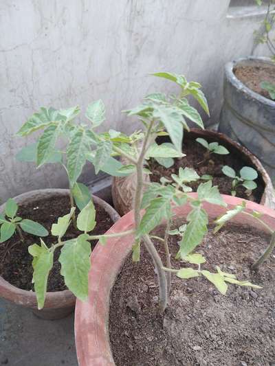 Healthy - Tomato