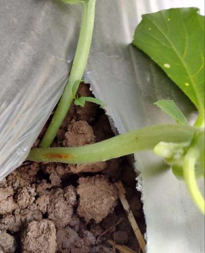 Gummy Stem Blight of Cucurbits - Cucumber