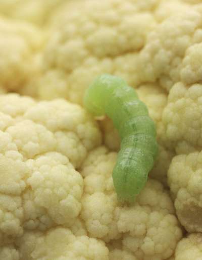 Helicoverpa Caterpillar - Cauliflower