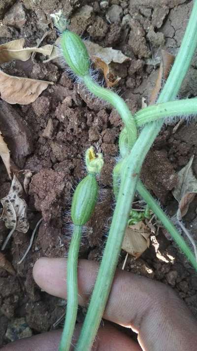 ಬೋಟ್ರೈಟಿಸ್ ಸೋಂಕು - ಕಲ್ಲಂಗಡಿ