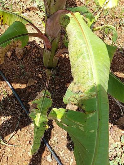 Castor Hairy Caterpillar - Banana