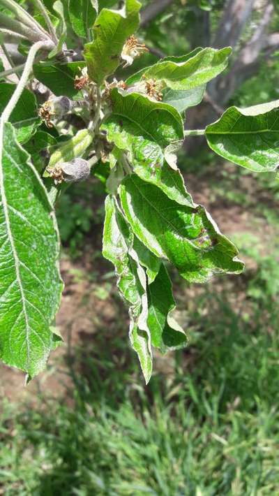 Alternaria Spot - Apple