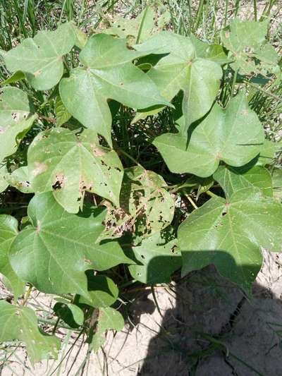 Flea Beetles - Cotton