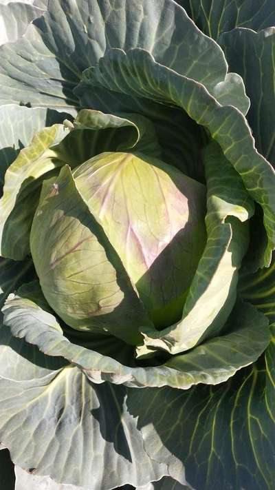 Phosphorus Deficiency - Cabbage