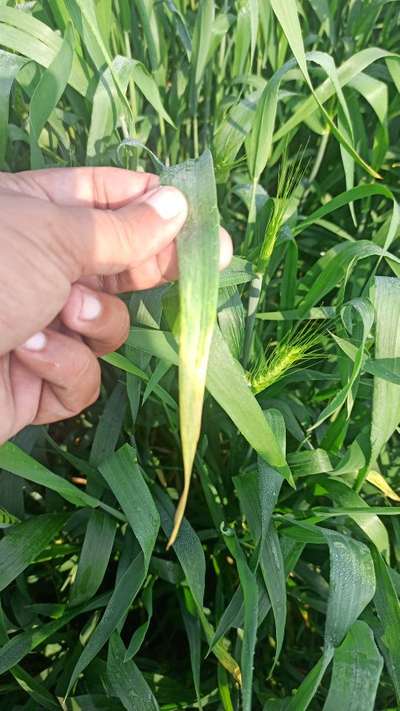 Leafhoppers and Jassids - Wheat