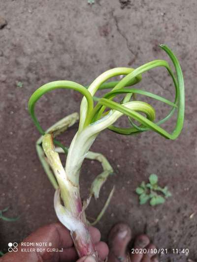 Boron Deficiency - Onion