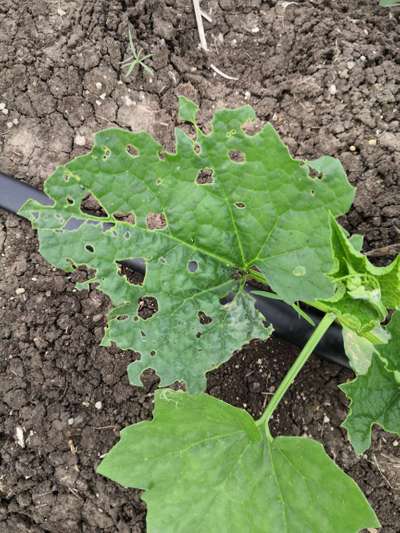 Red Pumpkin Beetle - Cucumber