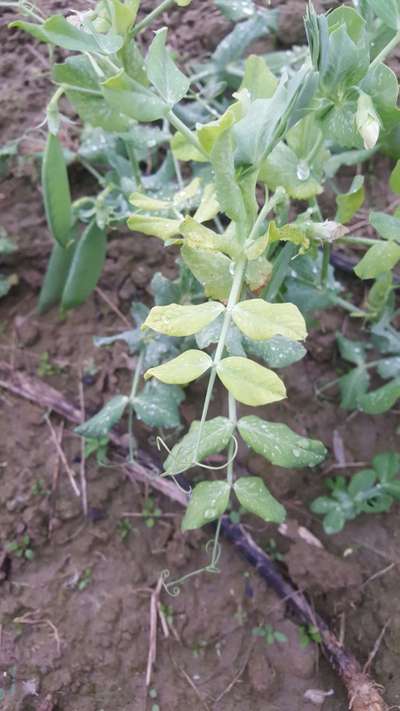 Powdery Mildew - Pea