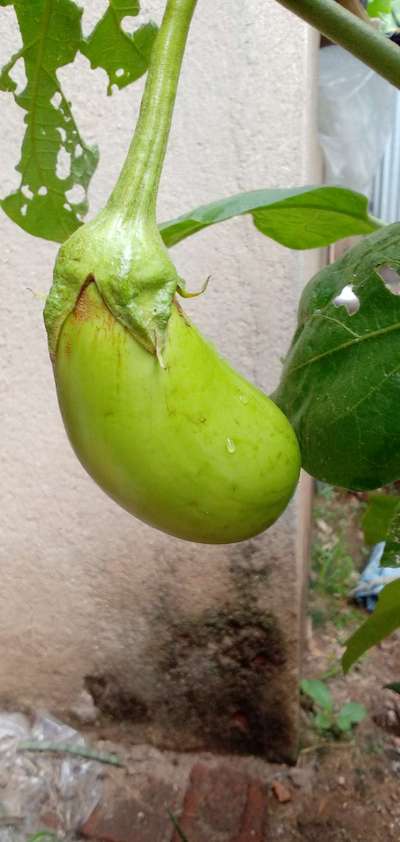 বোরনের অভাবজনিত রোগ - বেগুন