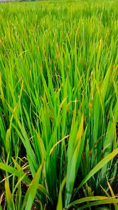 Potassium Deficiency - Rice