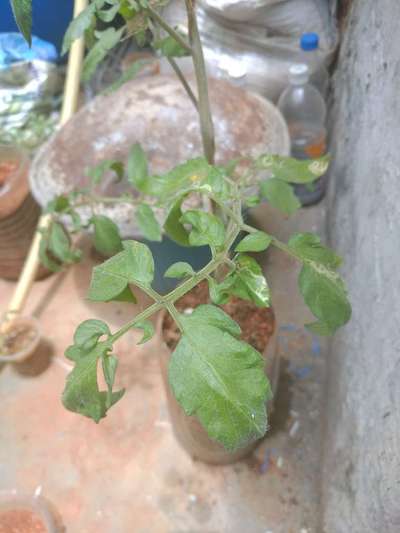 Tomato Leaf Miner - Tomato