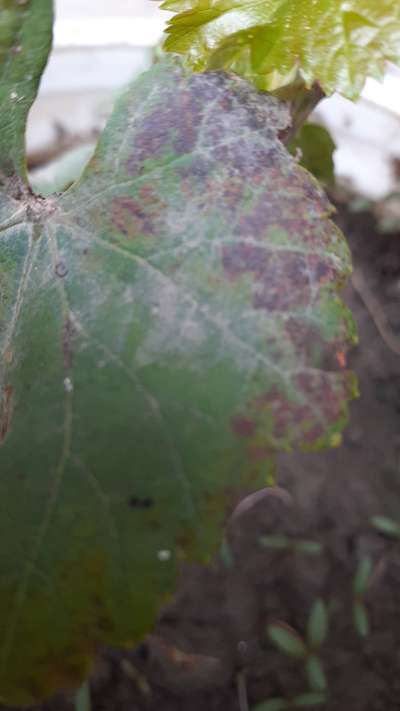 Powdery Mildew of Grape - Grape