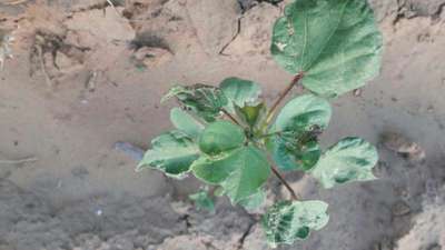 Leafhoppers and Jassids - Cotton