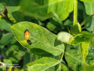 Whiteflies - Peanut