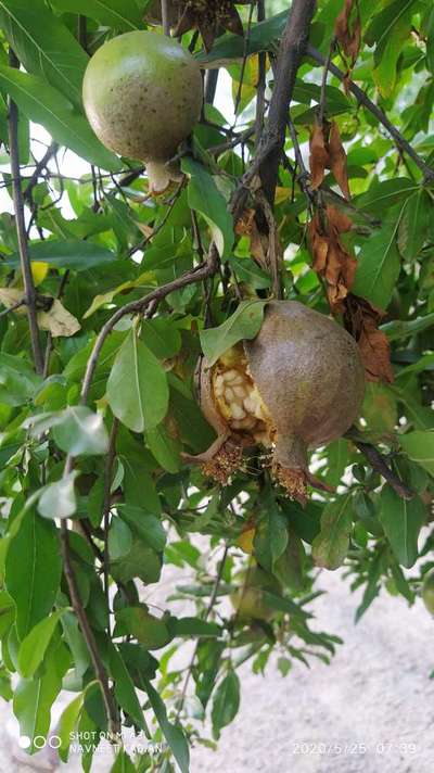 Fruit Cracking - Pomegranate