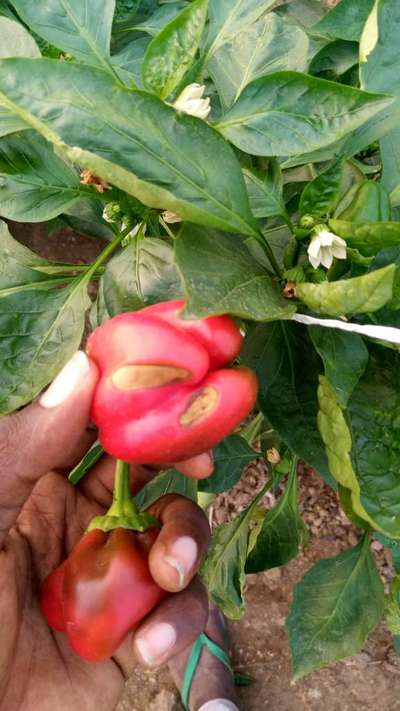 Blossom End Rot - Capsicum & Chilli