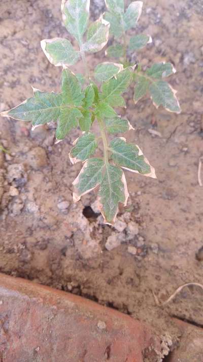 Potassium Deficiency - Tomato