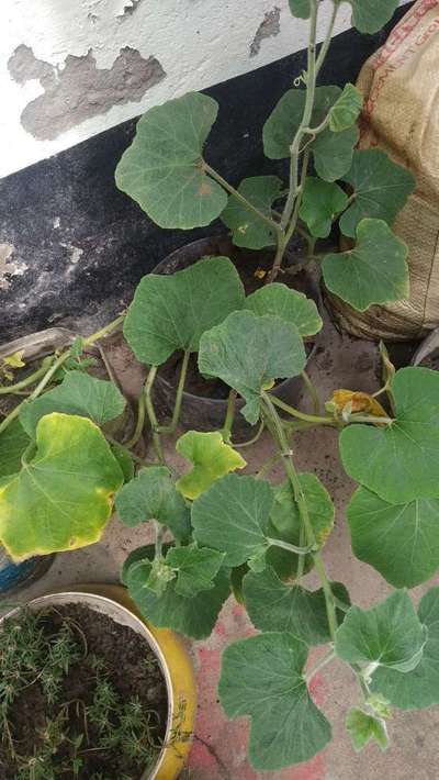 কুমড়া ফসলের কাণ্ডের গামি ঝলসানো রোগ - কুমড়া
