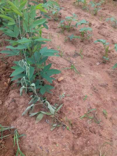 Ashy Stem Blight of Bean - Pigeon Pea & Red Gram