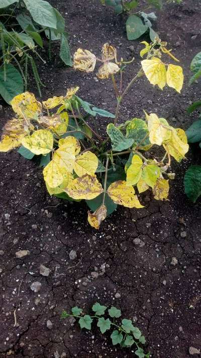 Bacterial Leaf Blight of Bean - Black & Green Gram