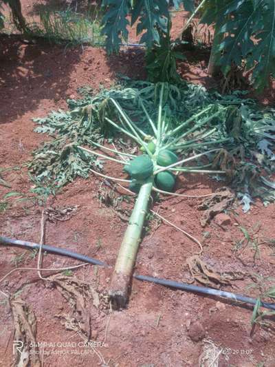 Phytophthora Crown and Root Rot - Papaya