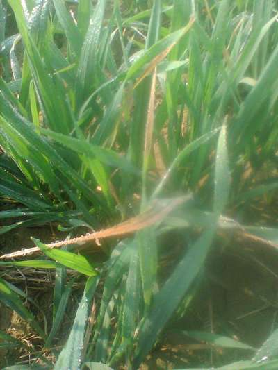 Nitrogen Deficiency - Wheat