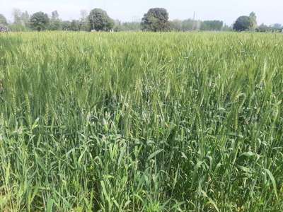 Yellow Stripe Rust - Wheat