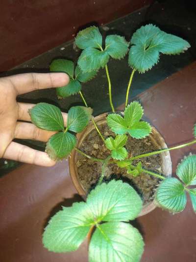 Potassium Deficiency - Strawberry