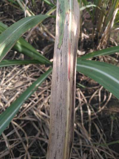 Eyespot of Sugarcane - Sugarcane