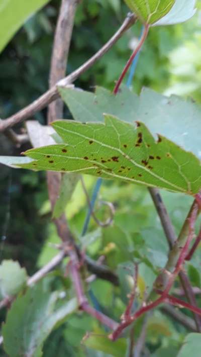 Excoriosis de la Vid - Uva