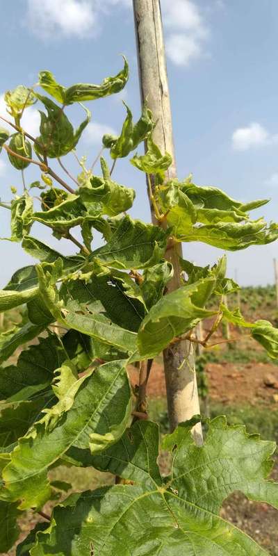 Cucumber Mosaic Virus - Grape